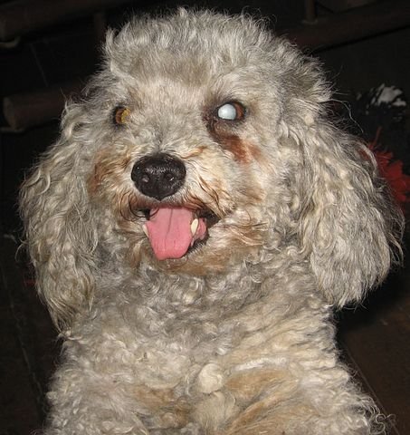 A dog suffering from Diabetes Ocular Disease.