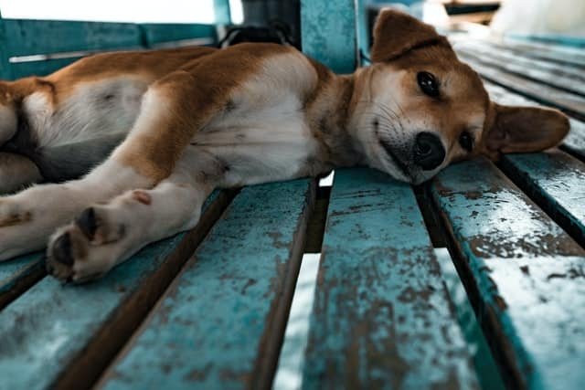 A Dog lying on the floor suffering from Canine Diabetes