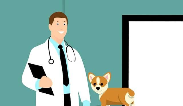 A vet standing next to a dog,