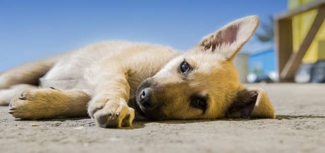 The Causes of Diabetes In Dogs can be be many and difficult to pin point