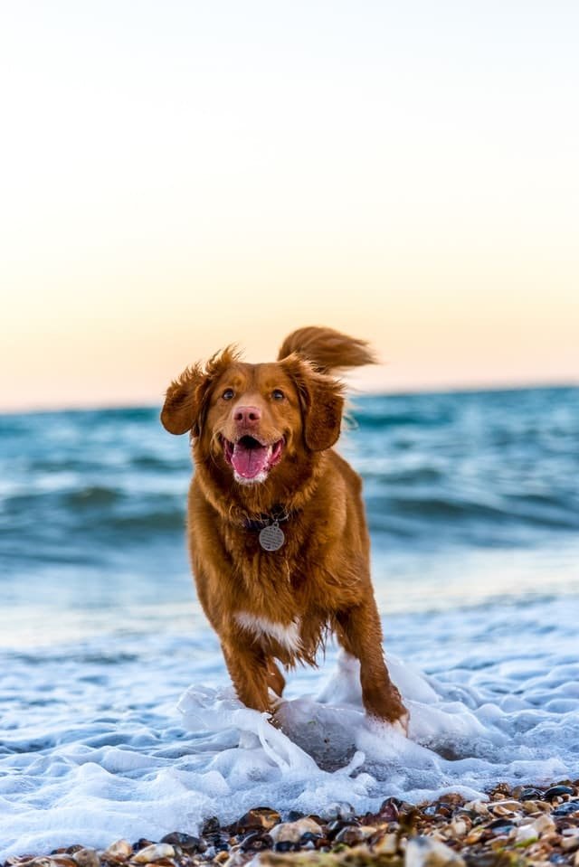 A dog running on the sea bank.