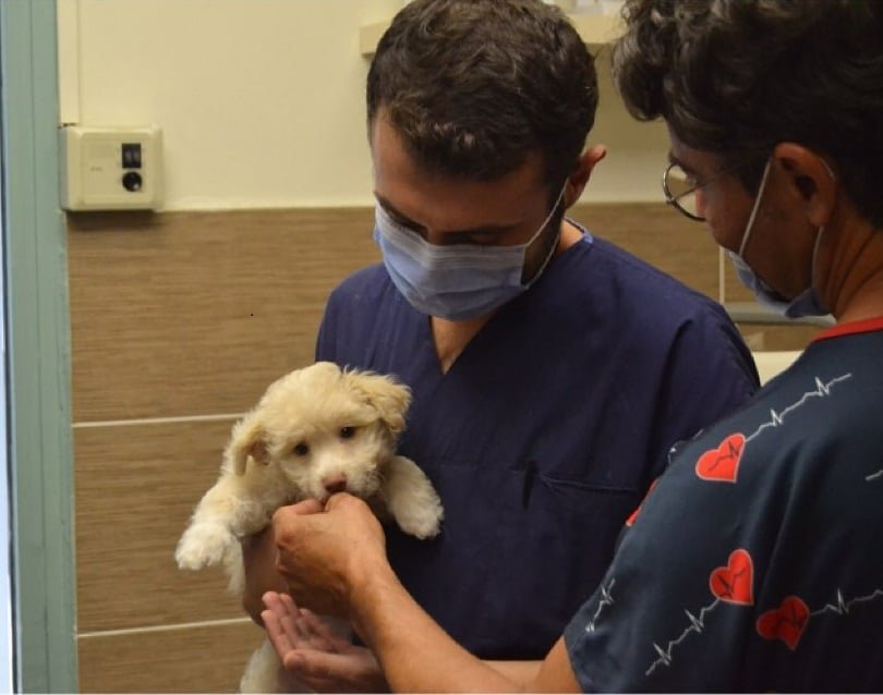 A dog suffering from diabetes is being treated