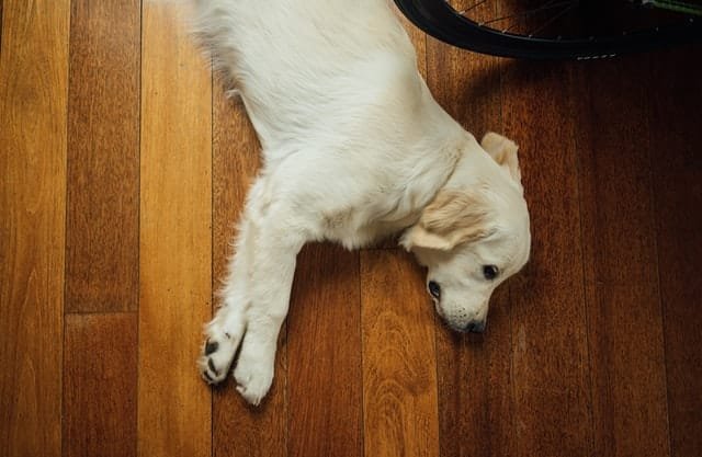 A dog lying on the floor having low energy.