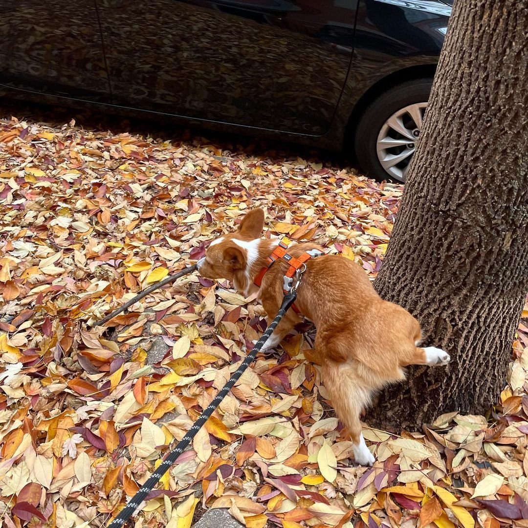 A dog urinating on a tree