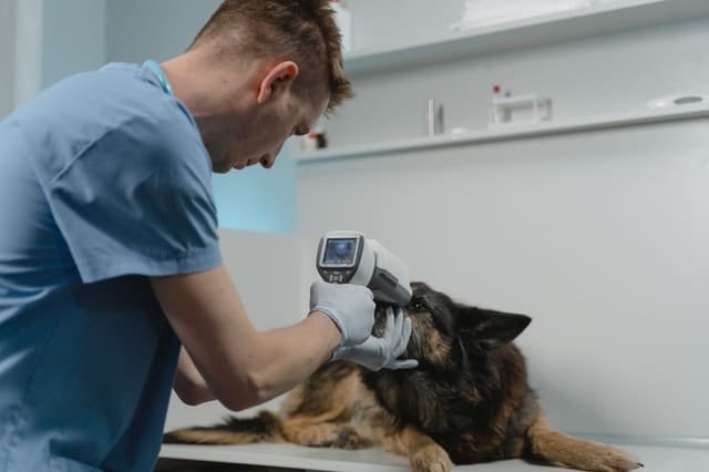 A dog undergoing a checkup by a vet