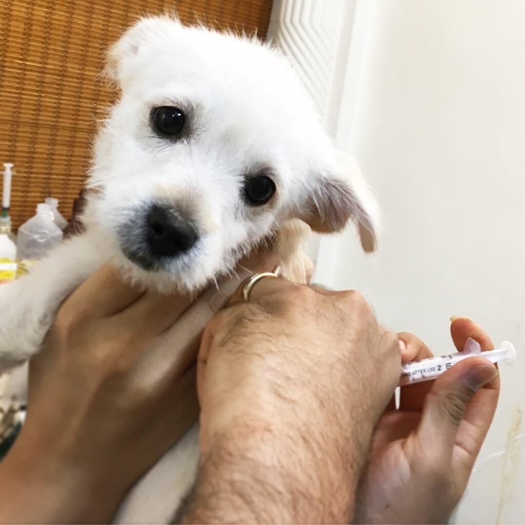 A dog receiving treatment for diabetic ketoacidosis