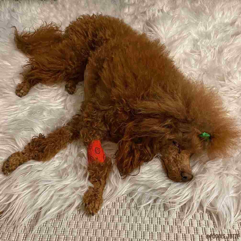 A sick brown dog lying on a textile