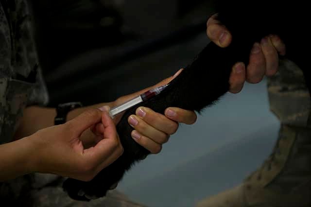 Blood being taken out from a dog through injection