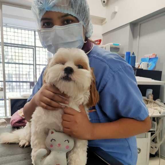 A veteran about to examine a dog.