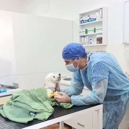 A dog getting spayed by a veteran.