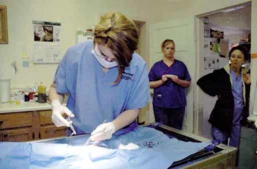 A veterinarian stitching a dog, after surgery.