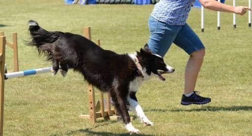 A dog doing exercise with its owner.