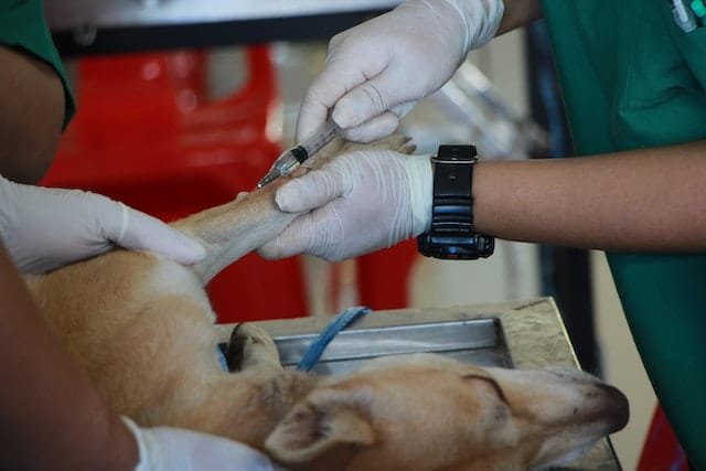 Dog getting injection.