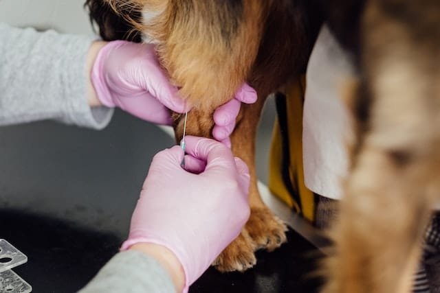 Dog getting injection